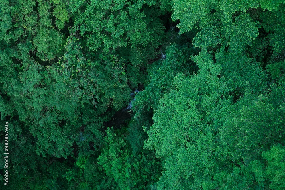 森林イメージ２