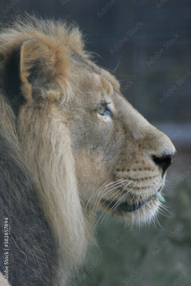 Obraz premium lion in zoo