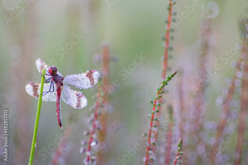 Wallpaper Mural Dragonfly Close-up,Macro  Torontodigital.ca