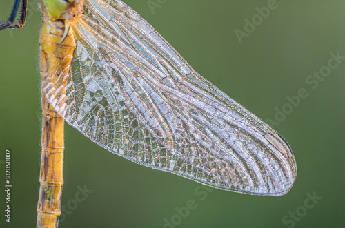 Dragonfly birth,dragofly new life photo