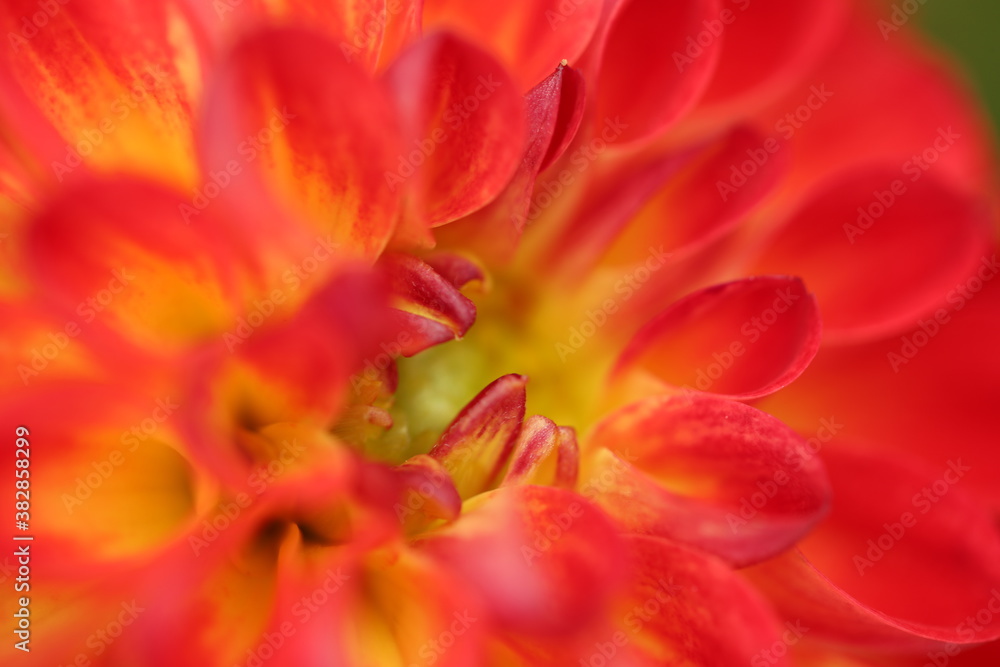 close up of a red tulip close up of a red tulip