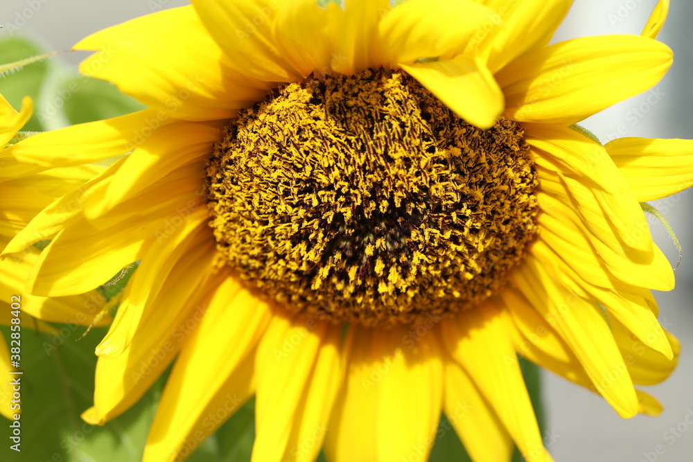 Naklejka premium sunflower close up