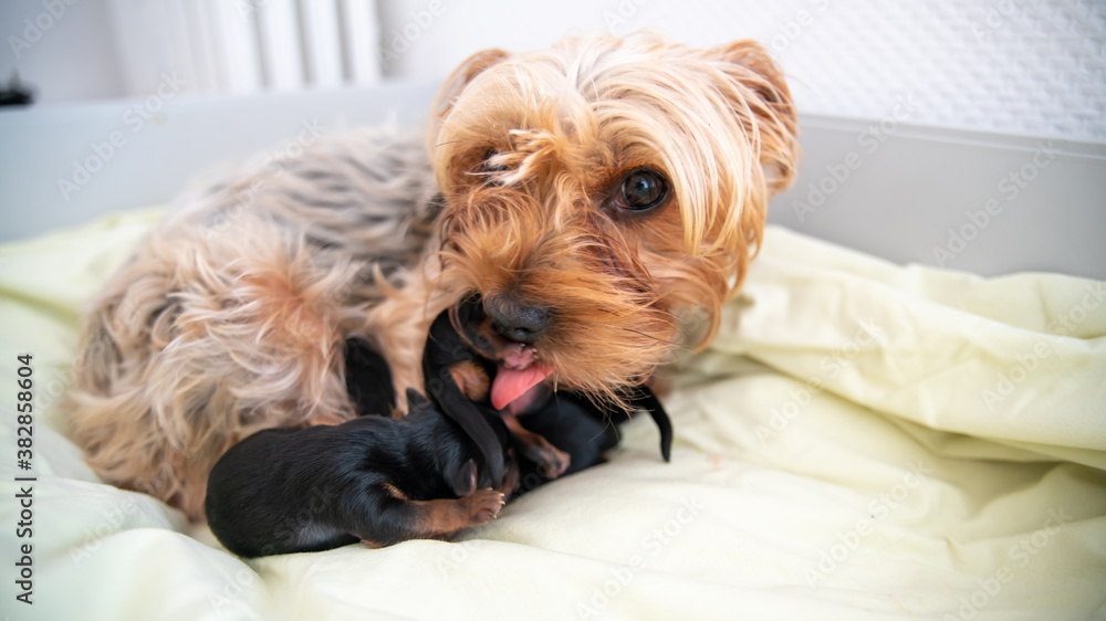 Young mother dog yorkshire terrier washing her puppies Young mother dog yorkshire terrier washing her puppies