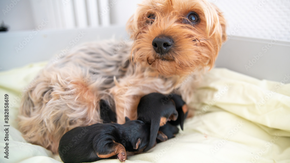Young black and red puppy, two weeks old, of the Yorkshire terrier, sleeping against its mother Young black and red puppy, two weeks old, of the Yorkshire terrier, sleeping against its mother