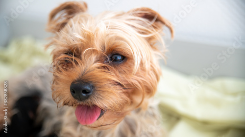 Portrait of cute little Yorkshire terrier dog, looking half hidden in its shelter, close-up 