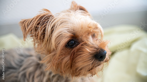 Portrait of cute little Yorkshire terrier dog, looking half hidden in its shelter, close-up 