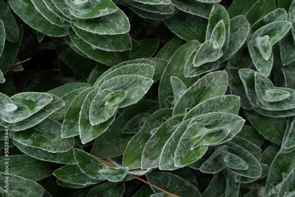 Macro photo at Miseria grass, Tradescantia sillamontana: this species, native to Mexico, with a semi-erect bearing, has leaves covered with a whitish down and with an oval lamina Macro photo at Miseria grass, Tradescantia sillamontana: this species, native to Mexico, with a semi-erect bearing, has leaves covered with a whitish down and with an oval lamina