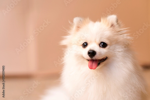 cute smile curios white pomeranian puppy happiness friend lapdog with brown color background photo