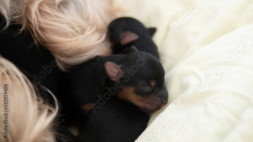 Young black and red puppy, two weeks old, of the Yorkshire terrier, sleeping against its mother	