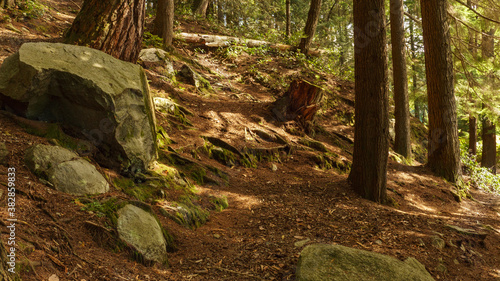 Photography Logs, roots and boulders abound on bike trail at Burnaby Mountain, Bc