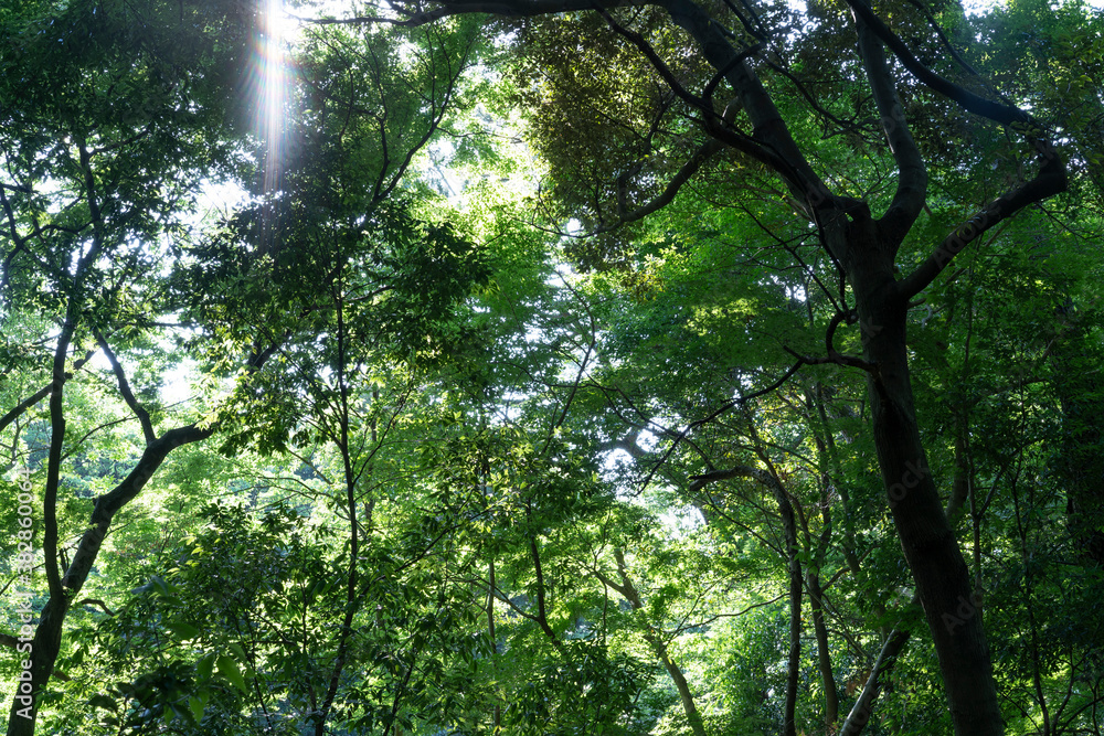 Obraz premium 森のスナップ写真