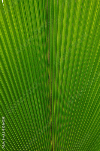 Echino Palm Tree Leaf Macro