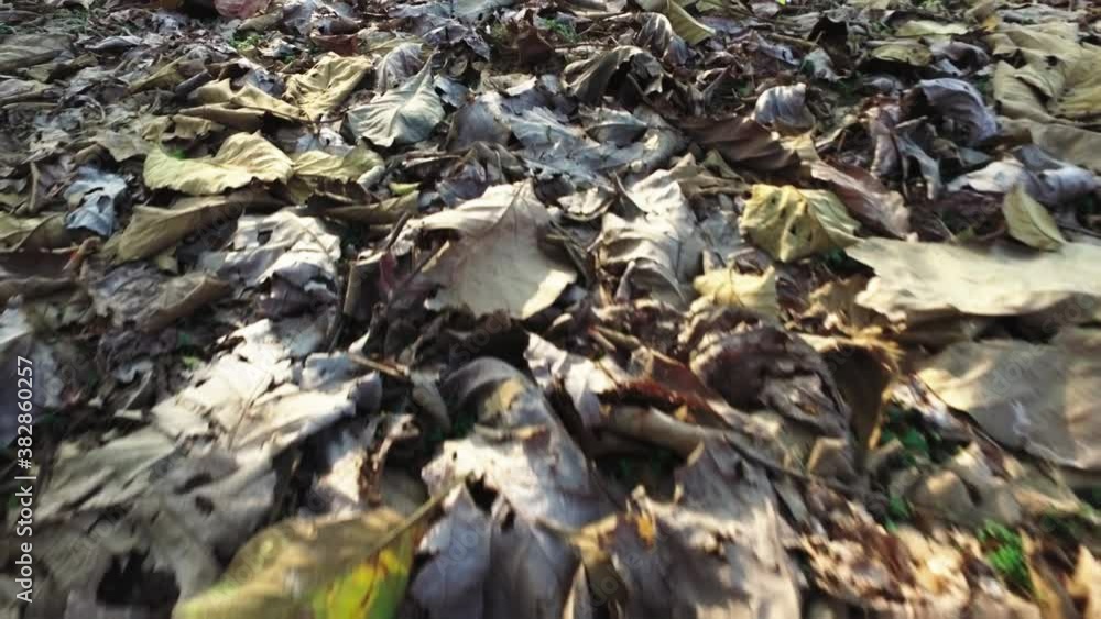 point of view, walking on dry leaves point of view, walking on dry leaves