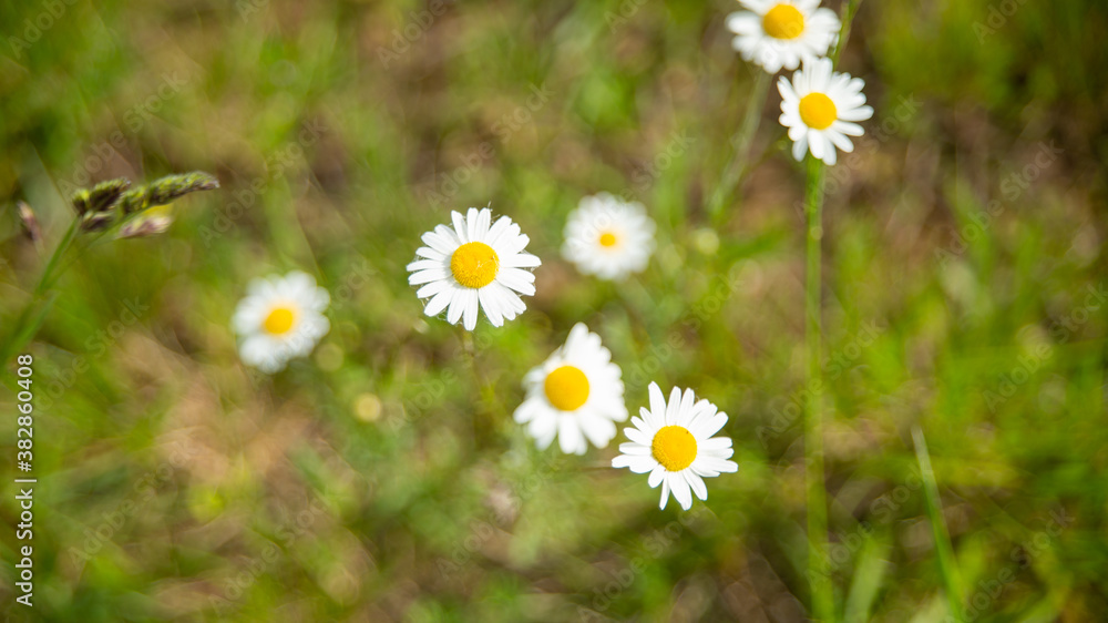 Daisies in the meadow in spring, big plan Daisies in the meadow in spring, big plan