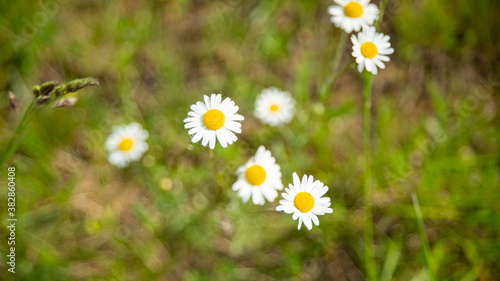 Daisies in the meadow in spring  big plan 
