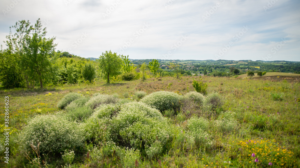 Magnificent landscape with round bushes covered with small white flowers, meadow, trees and hill	