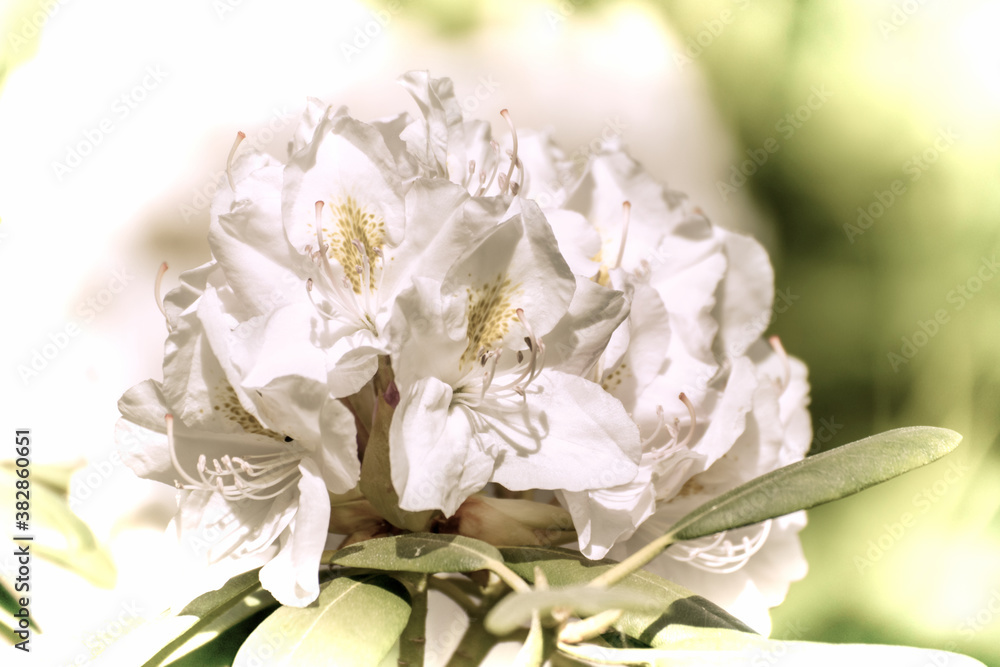 Obraz premium Close up of a beautiful flower in the garden at spring time in old photography style