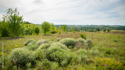 Magnificent landscape with round bushes covered with small white flowers, meadow, trees and hill 