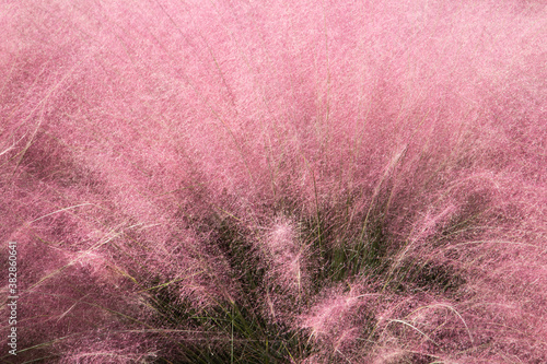 Pink muhly blooming in autumn