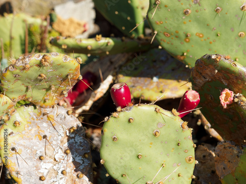 Flat-stemmed spiny cactus Opuntia ficus-indica or Prickly pear with bright and deep red fruits or Figs  photo