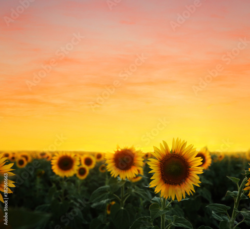 Fototapeta Naklejka Na Ścianę i Meble -  Beautiful sunflower field under picturesque sky at sunset