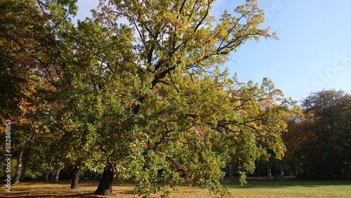 Autumn in Treptower park in capital of Germany