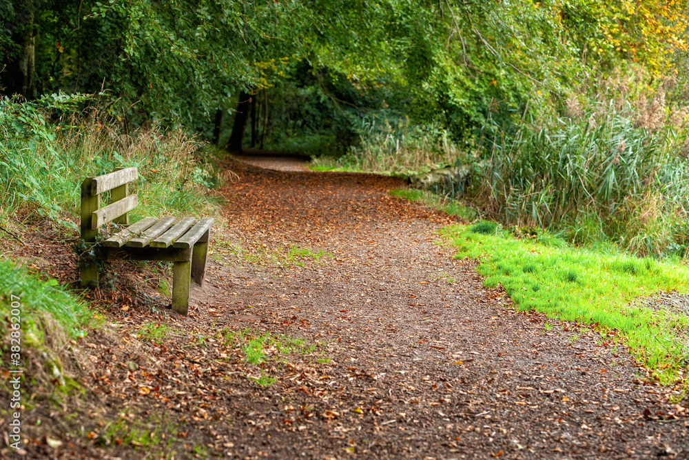 Wooden bench in a nature park in Northern Ireland. Nice day in early autumn, natural background, outdoors