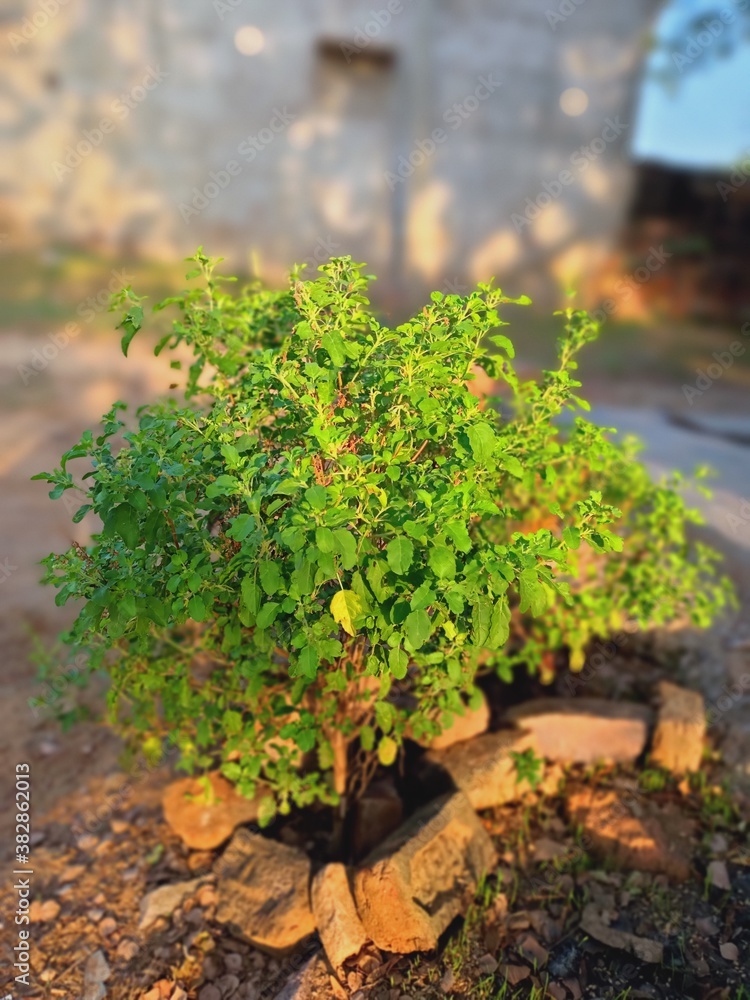 Naklejka premium tree in the garden