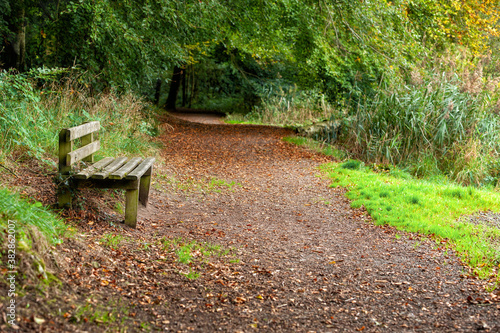 Wooden bench in a nature park in Northern Ireland. Nice day in early autumn, natural background, outdoors