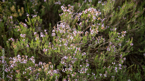 Close-up on a flowering thyme plant in the wild 