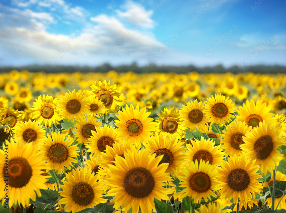 Fototapeta premium Beautiful sunflower field under blue sky with clouds
