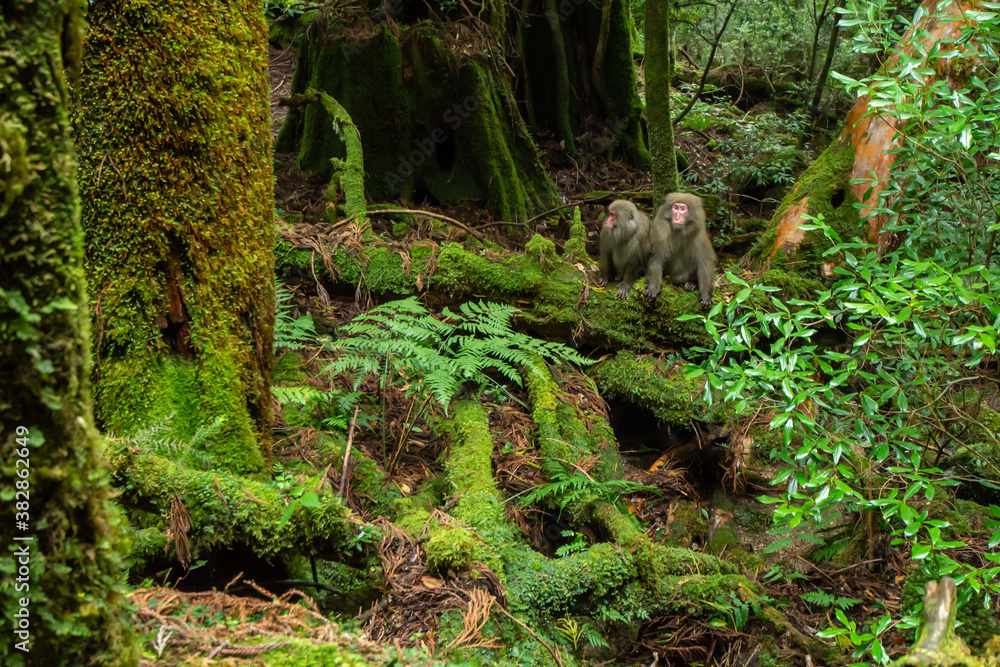 Obraz premium 屋久島のヤクザル 