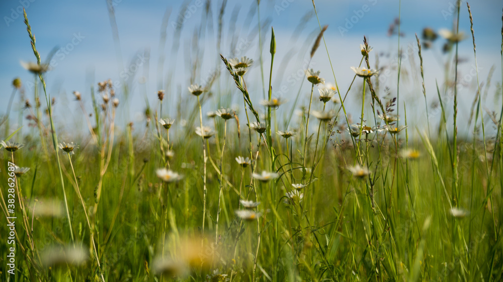 In the meadow, immersion in the middle of the Daisies
In the meadow, immersion in the middle of the Daisies