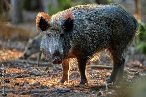 Huge Wild boar, Sus scrofa in colorful autumn spruce forest, looking directly to camera. Hunting season, Europe.