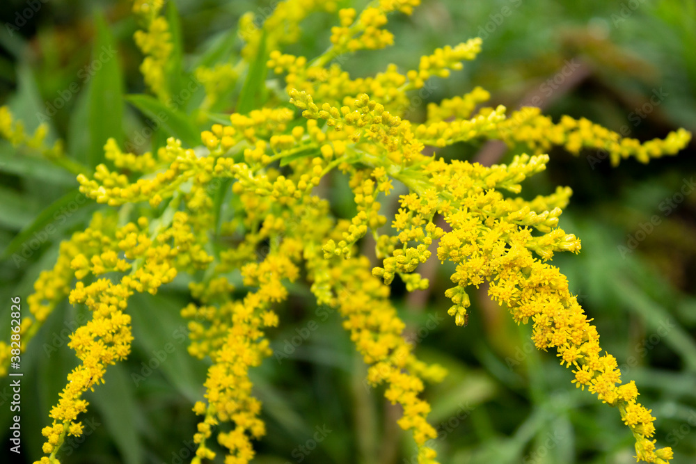 yellow flowers in the garden yellow flowers in the garden