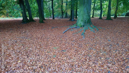 Autumn in Treptower park in capital of Germany