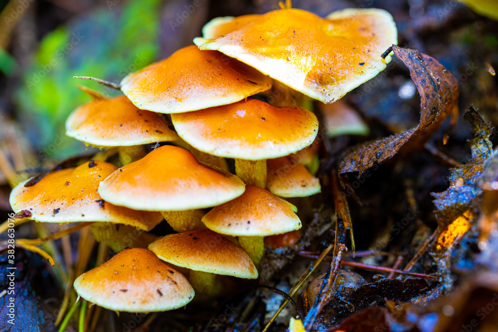 Lovely orange-brown caps of Flammulina velutipes continue fruiting through the winter. Commonly known as Velvet Shank, this is a stump-rotting fungus; it also occurs on standing dead wood. Lovely orange-brown caps of Flammulina velutipes continue fruiting through the winter. Commonly known as Velvet Shank, this is a stump-rotting fungus; it also occurs on standing dead wood.
