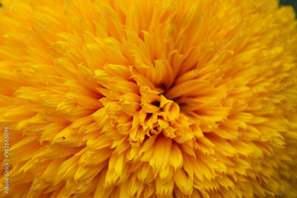 macro photography of yellow sunflower petals macro photography of yellow sunflower petals