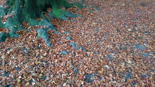 Autumn in Treptower park in capital of Germany