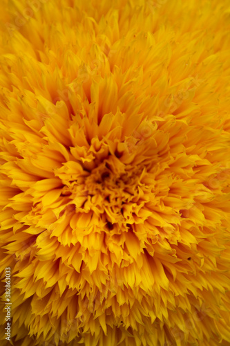 macro photography of yellow sunflower petals