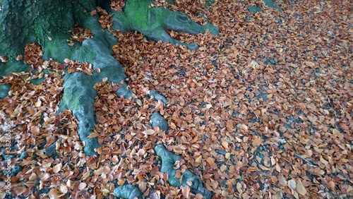 Autumn in Treptower park in capital of Germany