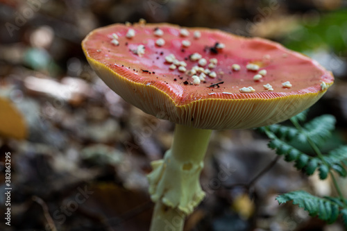 Amanita muscaria, commonly known as fly agaric or fly amanita, is a basidiomycete of the genus Amanita. It's also a muscimol mushroom.  Commonly seen at national park Hoge Kempen (English Hoge Kempen) photo