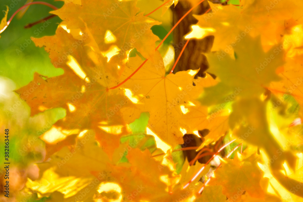 Yellow autumn maple leaves close up in the garden Yellow autumn maple leaves close up in the garden