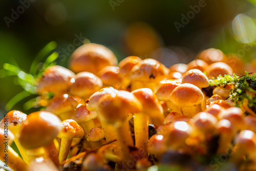 Lovely orange-brown caps of Flammulina velutipes continue fruiting through the winter. Commonly known as Velvet Shank, this is a stump-rotting fungus; it also occurs on standing dead wood. photo