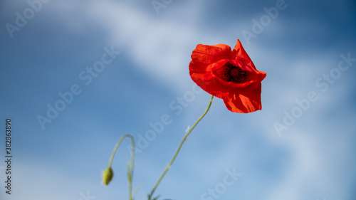 Poppy in the wind, head in the blue spring sky 