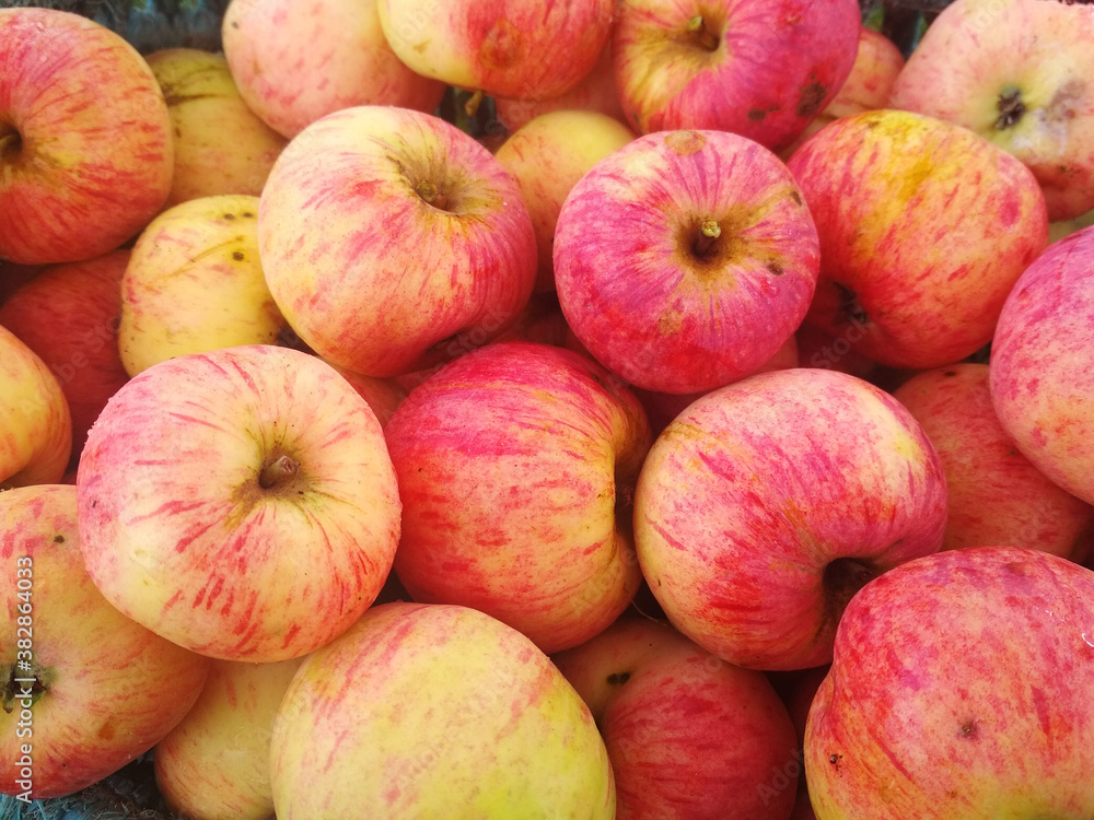 Ripe fresh apples in a basket. Autumn farm harvest. Ripe fresh apples in a basket. Autumn farm harvest.