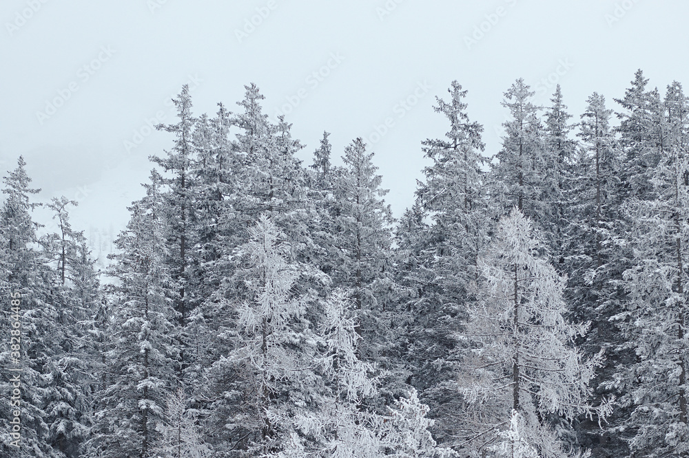 Winter forest landscape. Snow covered pine tree forest in nature after snow storm. Winter forest landscape. Snow covered pine tree forest in nature after snow storm.