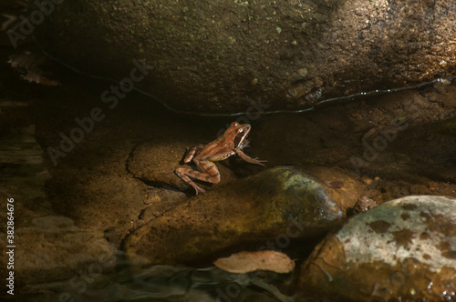 Little brown frog in calm pond water closeup