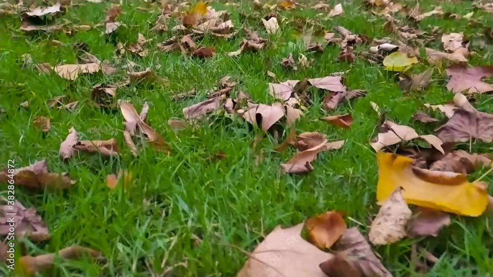 Colorful leaves on green grass in autumn and fall show falling leaves in slow motion with low angle view close to the ground as beautiful scenery of tranquility and relaxing walk in the park in fall