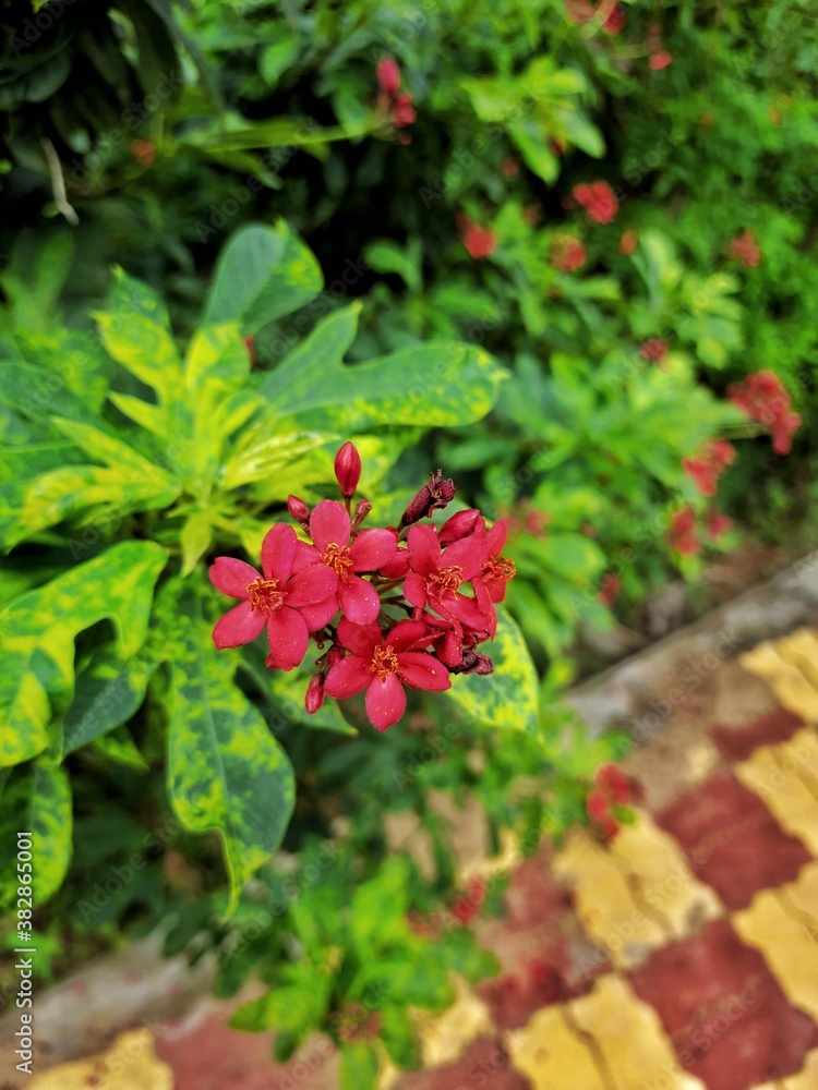 Red ixora flower in the garden Red ixora flower in the garden